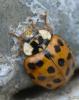Harmonia axyridis